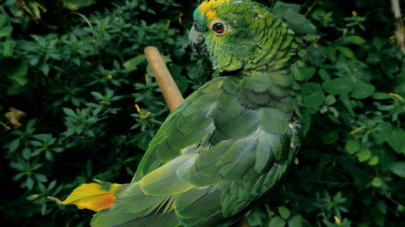 bird1