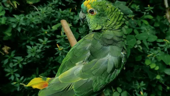 bird1