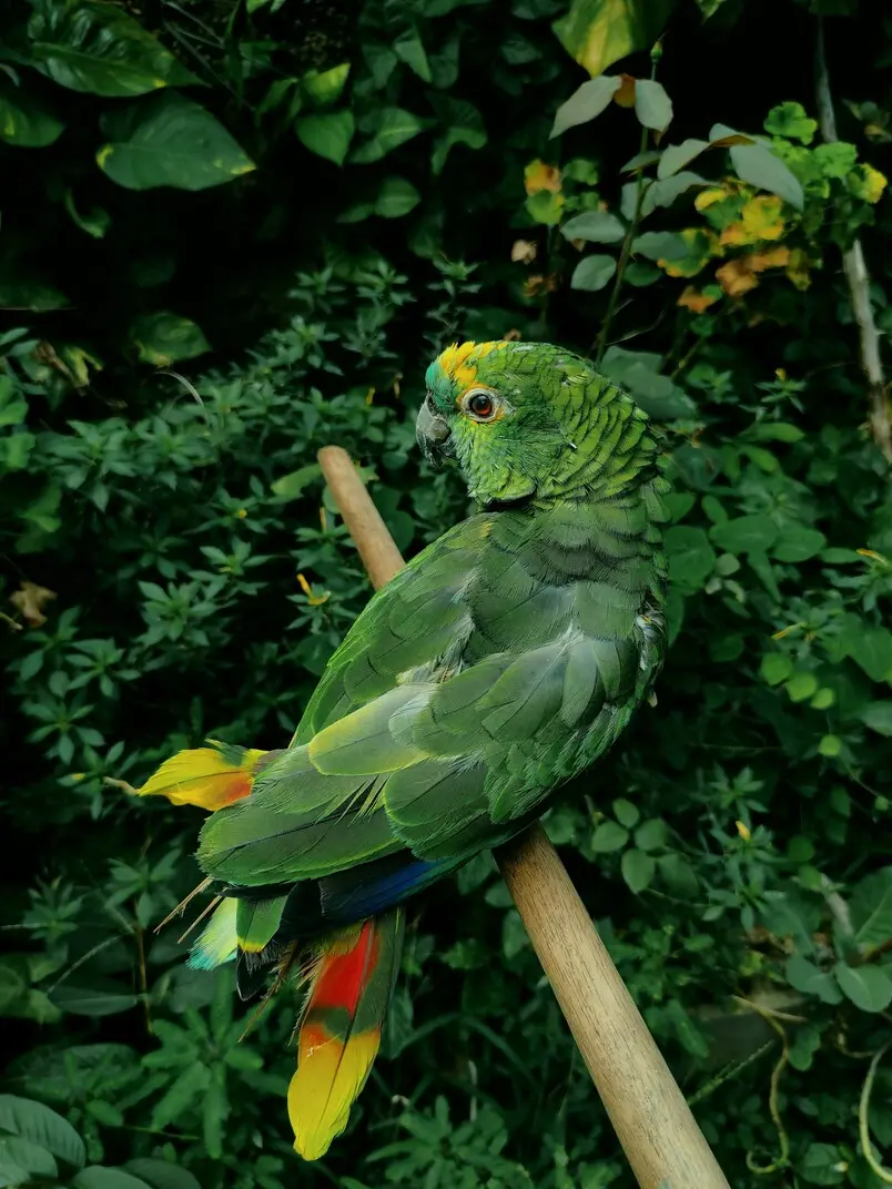 Style Jungle