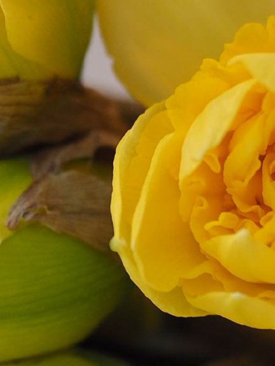 jaune