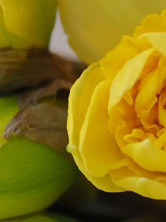 jaune
