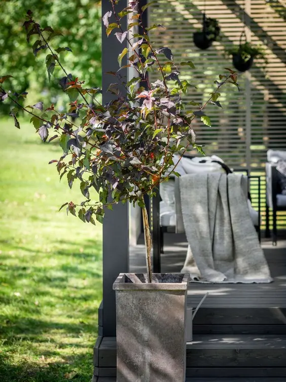 terrace_pergola