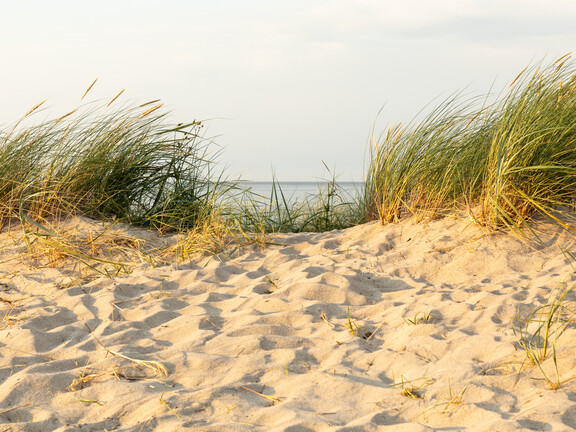 Inspiration Végétale 